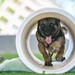 MWD Rex joins 75th Security Forces Squadron