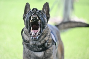 AFN Naples Radio News - NSA Naples K-9 Training and NSA Naples FCPOA Literacy Event
