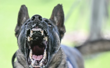 MWD Rex joins 75th Security Forces Squadron