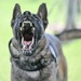 MWD Rex joins 75th Security Forces Squadron