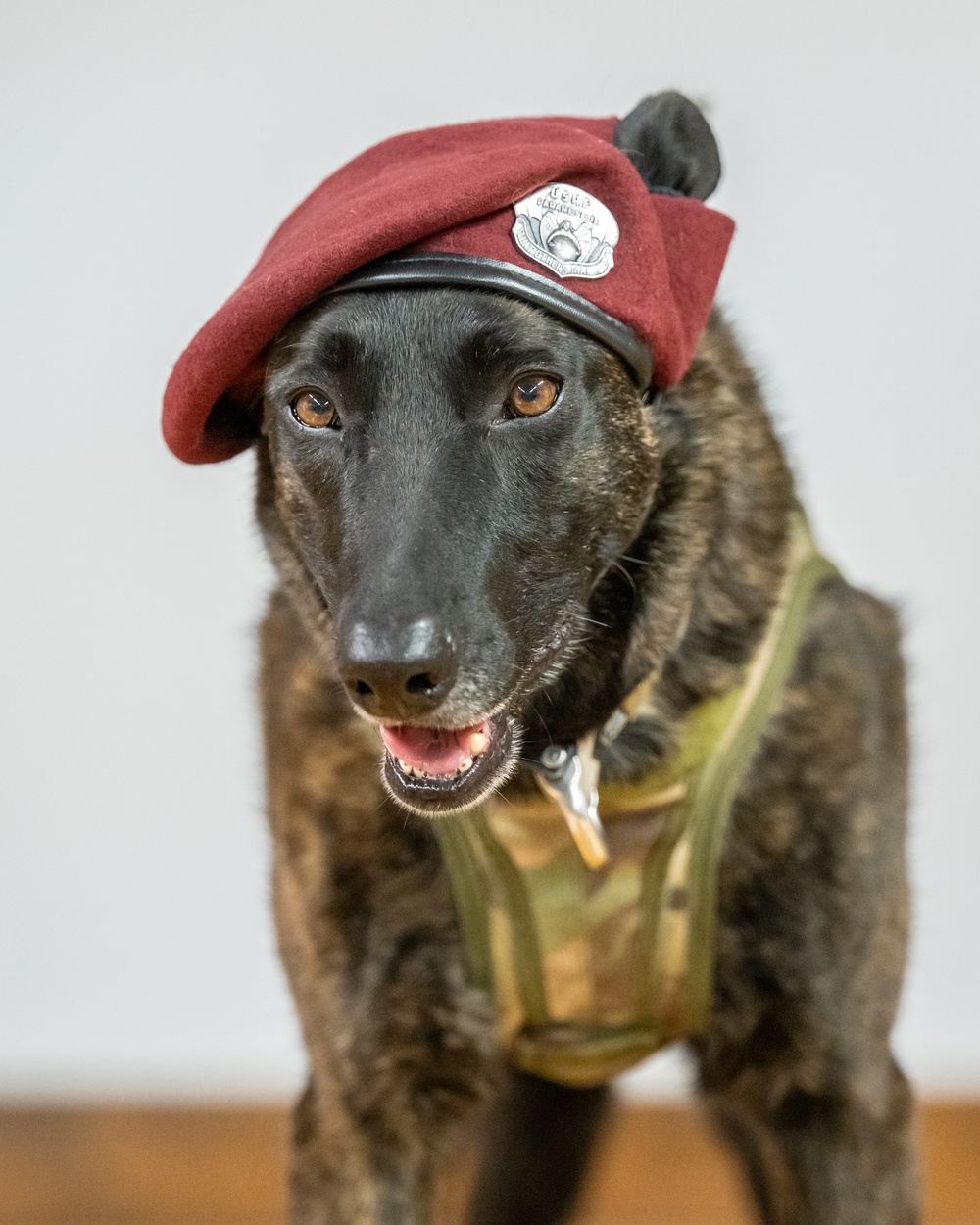 K9 Callie, only search-and-rescue dog in DOD, retires from Kentucky Air Guard