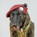 K9 Callie, only search-and-rescue dog in DOD, retires from Kentucky Air Guard