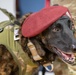 K9 Callie, only search-and-rescue dog in DOD, retires from Kentucky Air Guard