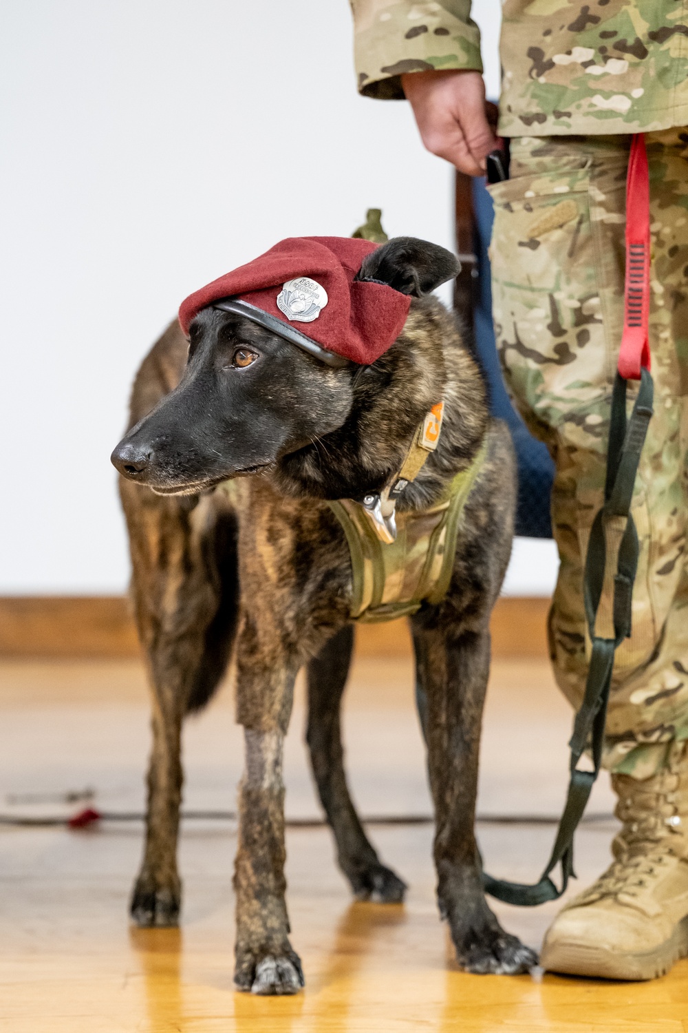 K9 Callie, only search-and-rescue dog in DOD, retires from Kentucky Air Guard