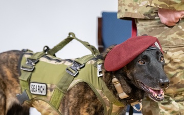 K9 Callie, only search-and-rescue dog in DOD, retires from Kentucky Air Guard