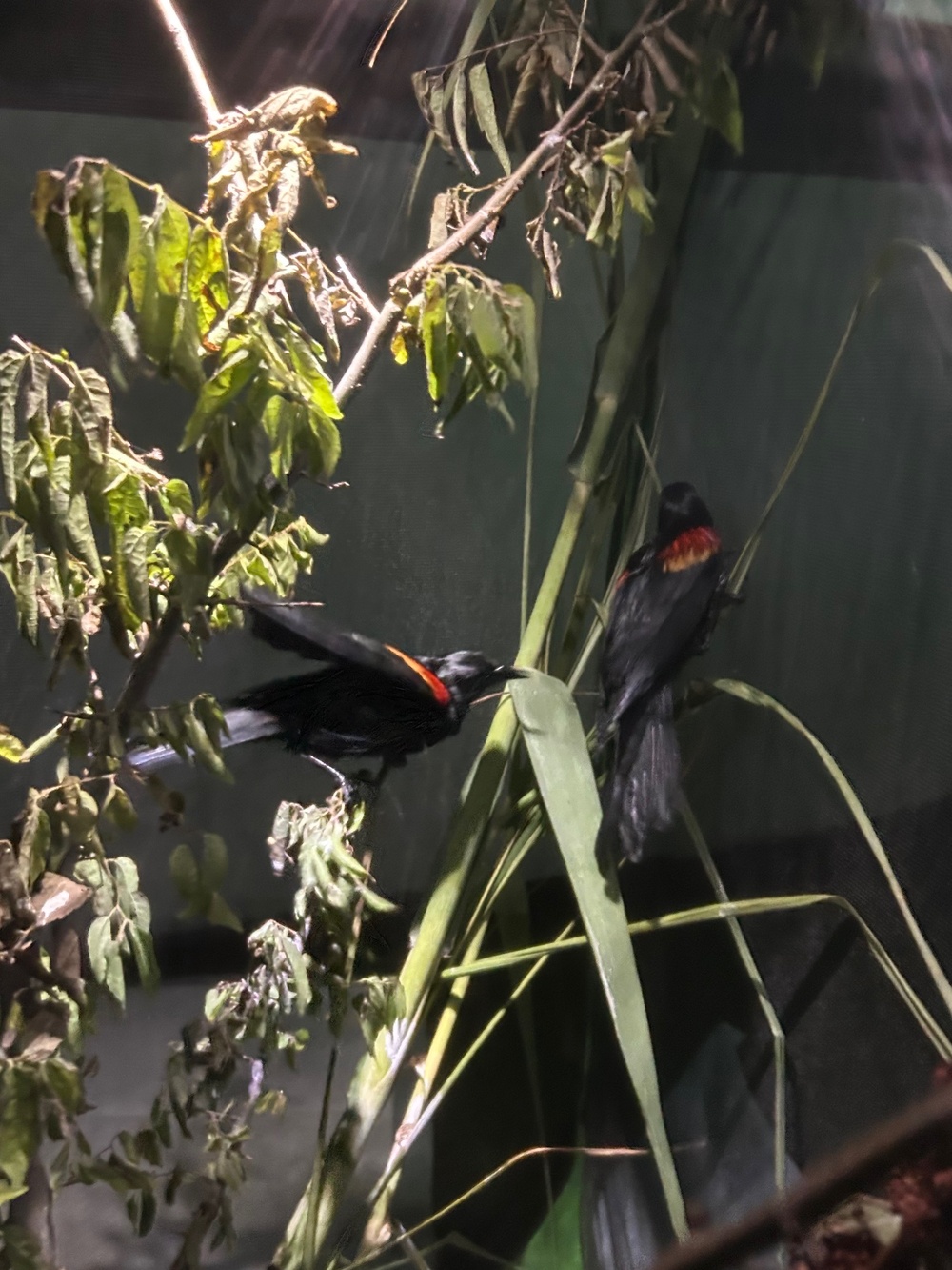 Unified Command establishes wildlife rehabilitation center following oil spill in Louisiana