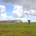 A Contractor Inspects Newly Planted Grass on Marine Corps Base Camp Blaz