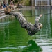 U.S. Marines Conducts One Rope Bridge Training during Jungle Leaders Course