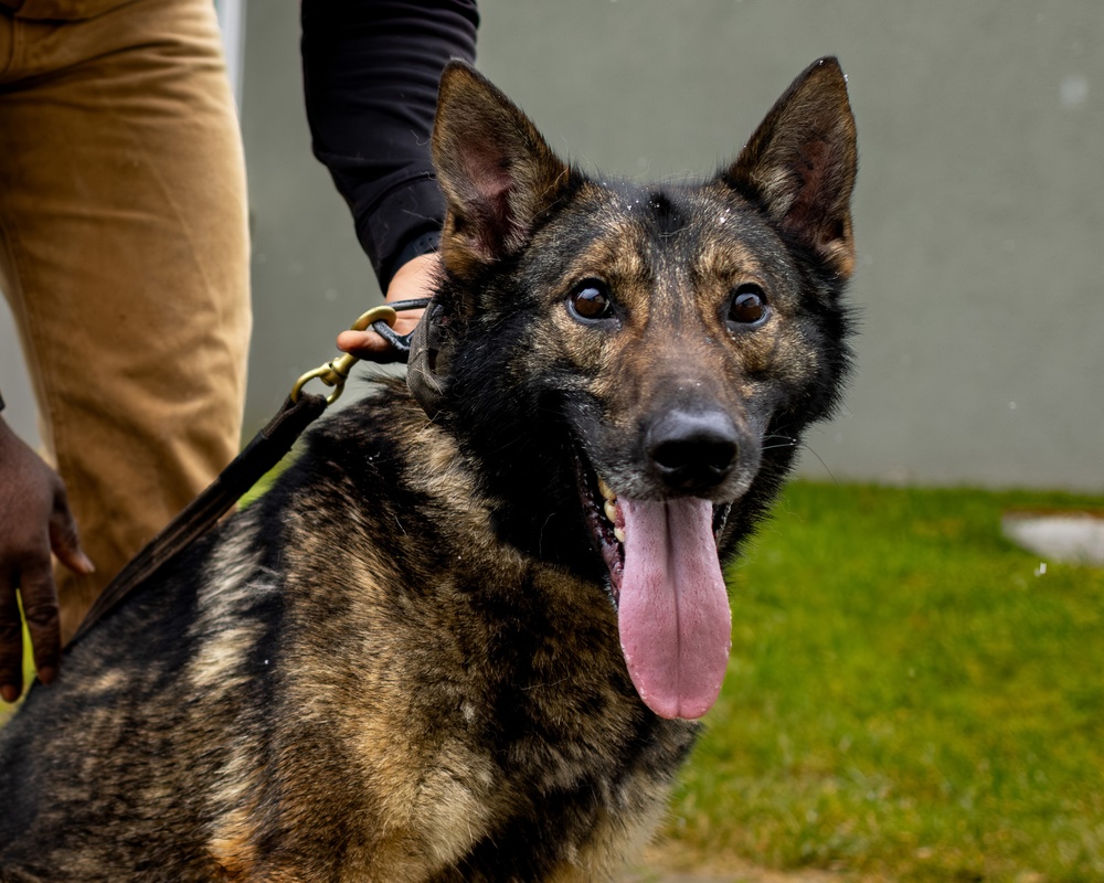 K9s of Ansbach