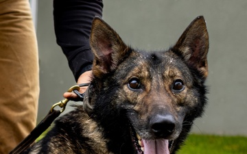 K9s of Ansbach