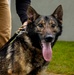 K9s of Ansbach