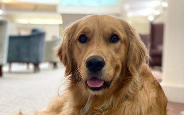 The NICoE’s animal-assisted therapy helps both service members and canines