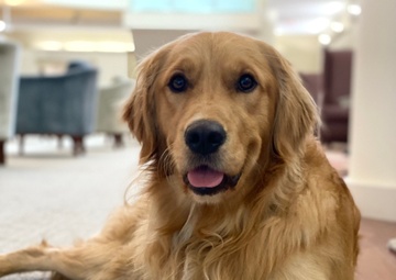 The NICoE’s animal-assisted therapy helps both service members and canines