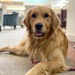 The NICoE’s animal-assisted therapy helps both service members and canines