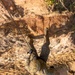 U.S. Marines Execute Casualty Evacuation Training during Jungle Leaders Course
