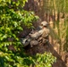 U.S. Marines Execute Casualty Evacuation Training during Jungle Leaders Course
