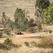 U.S. Marines, Australians practice camouflage skills during Coral-Balmoral Cup