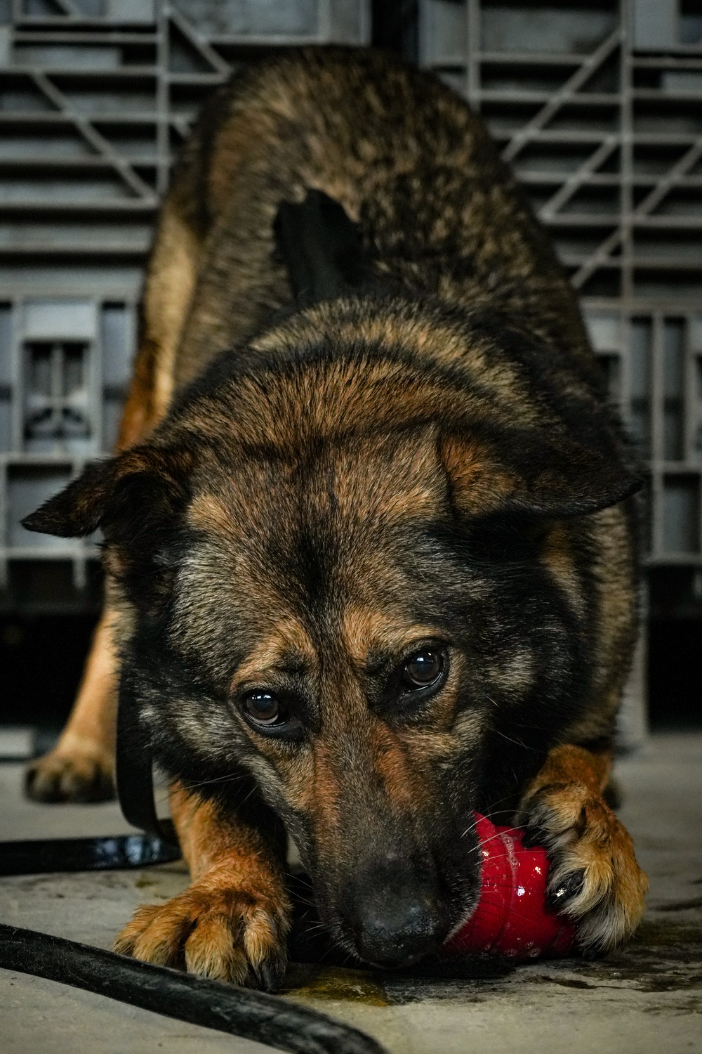 K-9s conduct Narcotics Detection Validation Exercise