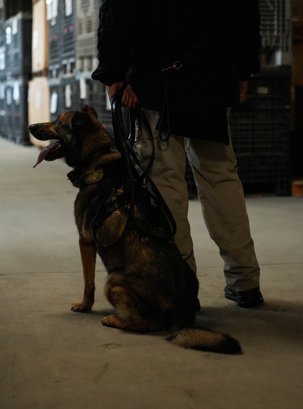 U.S. Marine Police Officers engage in a Narcotics Detection Validation Exercise