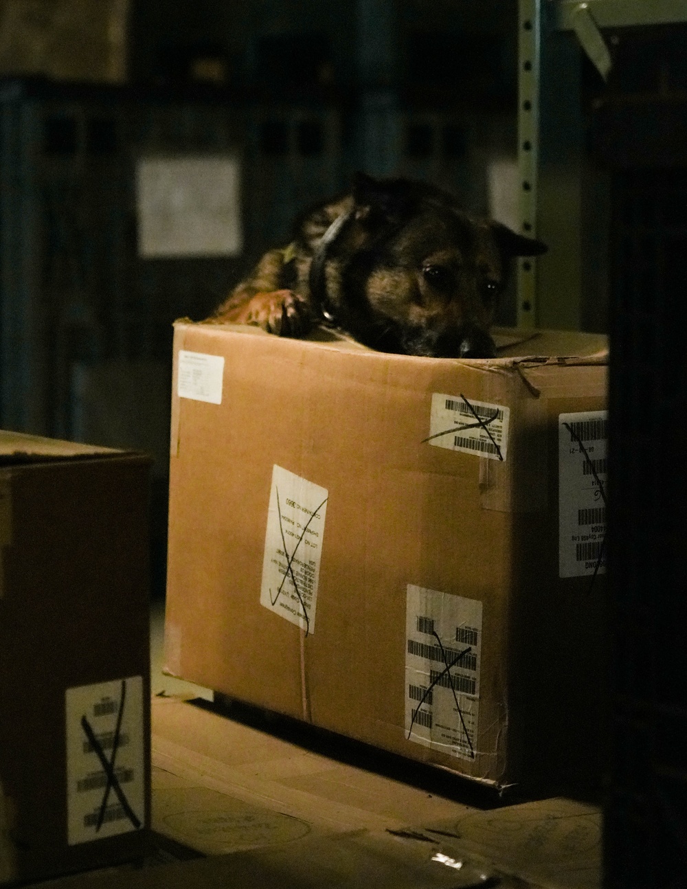 U.S. Marine Police Officers engage in a Narcotics Detection Validation Exercise
