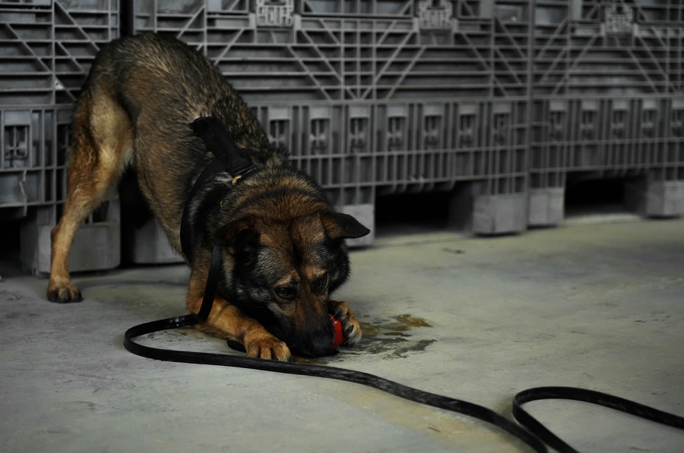 U.S. Marine Police Officers engage in a Narcotics Detection Validation Exercise