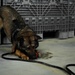 U.S. Marine Police Officers engage in a Narcotics Detection Validation Exercise