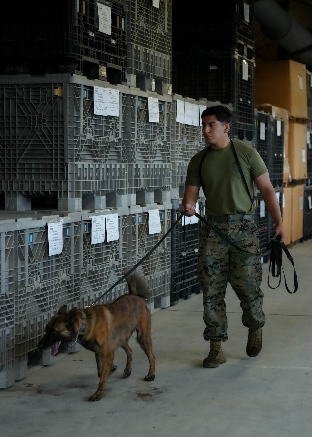 U.S. Marine Police Officers engage in a Narcotics Detection Validation Exercise