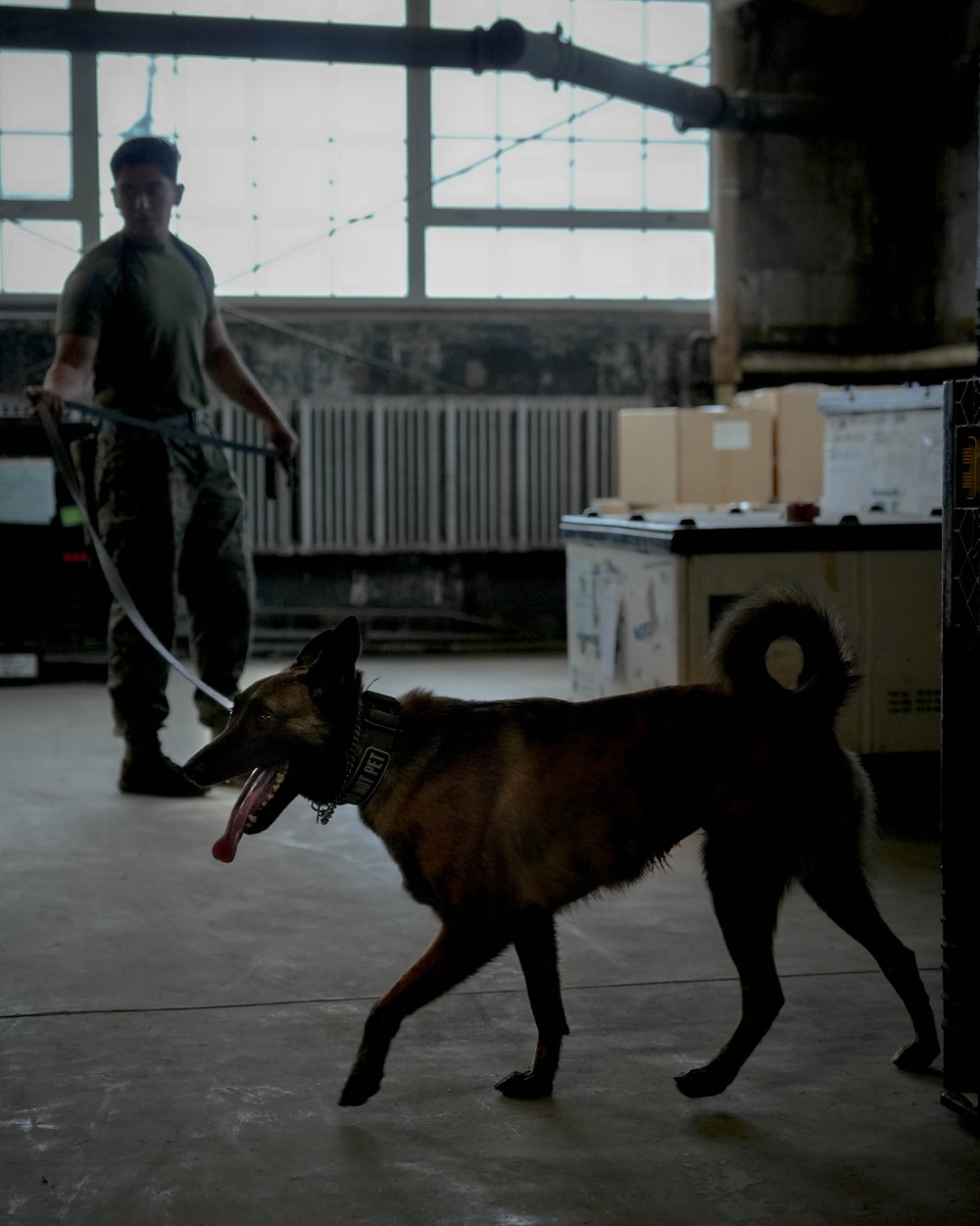 U.S. Marine Police Officers engage in a Narcotics Detection Validation Exercise