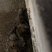 Activated Reserve Marines Conduct MOUT Training during Korea Viper 25.4