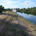 Vegetation regrowth along the American River