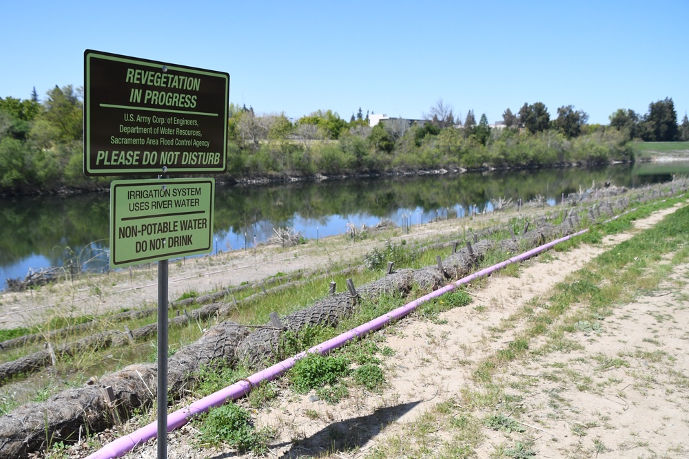 Vegetation regrowth along the American River