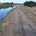 Vegetation regrowth along the American River