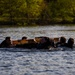 U.S. Army Reserve Best Squad Competition
