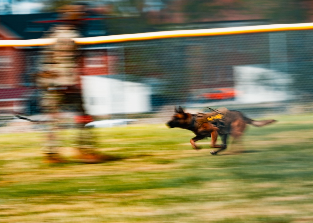 Partners in Protection: K-9s of National Police Week