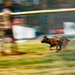 Partners in Protection: K-9s of National Police Week