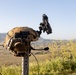 1st ANGLICO Marines Train With UAE President’s Guard