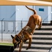 2025 Police Week K-9 Comp with neighboring counties at Luke AFB