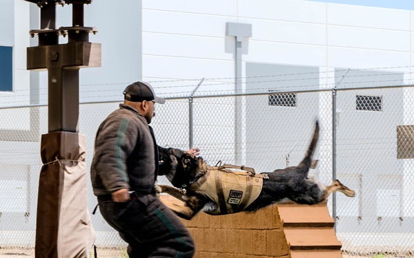 2025 Police Week K-9 Comp with neighboring counties at Luke AFB