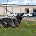 Eielson Police Week 2025: K9 Demo