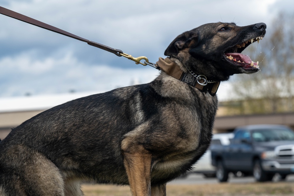 Eielson Police Week 2025: K9 Demo