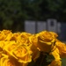 The 82nd Airborne Division honors Gold Star Families during the All American Week Memorial Ceremony