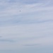 22nd MEU | MSPF Conducts Maritime Interception Operations During ARMEUEX