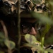 12th LCT Conducts Reconnaissance and Surveillance Patrol