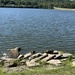 ecosystem restoration project taking shape on Mississippi River - Sabula Lakes