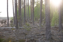 173rd Airborne Brigade, Able Company air assaults during Swift Response 2025 [Image 2 of 4]