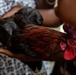 US, Ghana veterinarians provide animal healthcare at African Lion 2025