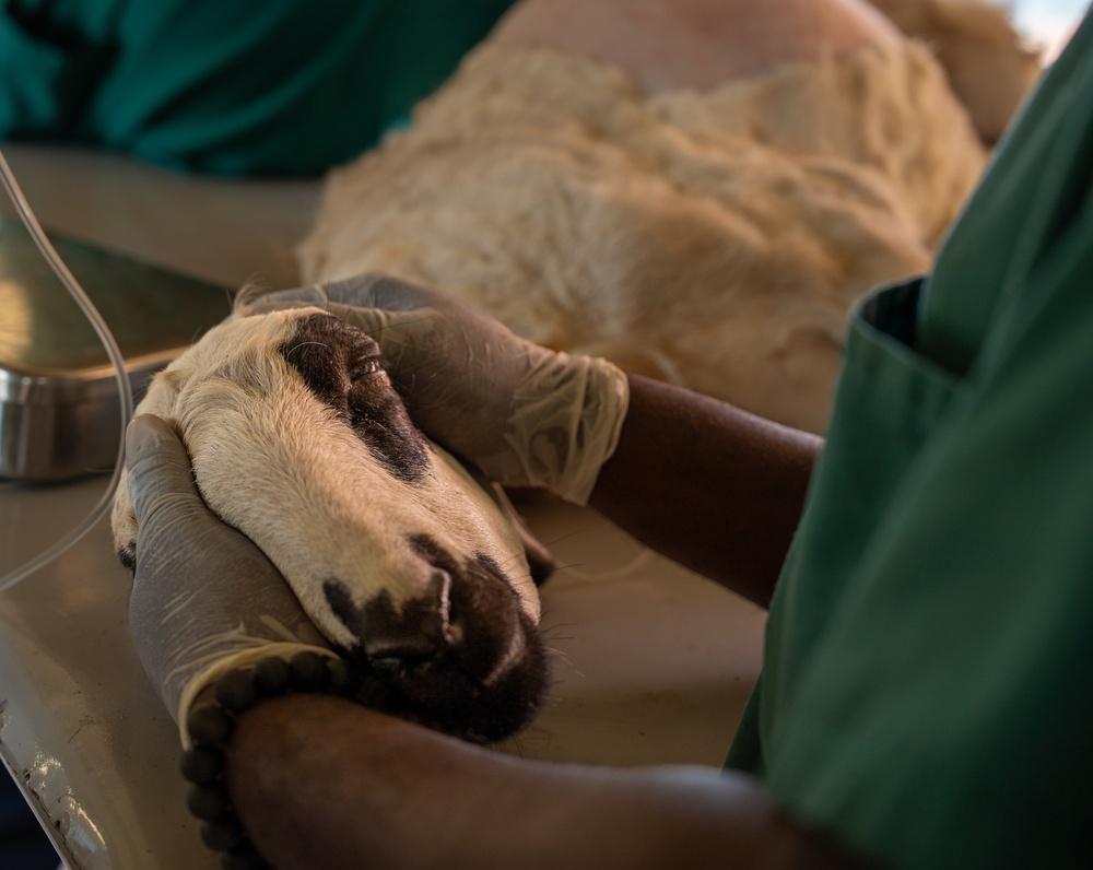 US, Ghana veterinarians provide animal healthcare at African Lion 2025