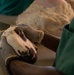 US, Ghana veterinarians provide animal healthcare at African Lion 2025