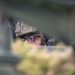 5-7th Cavalry Regiment Fields XM12A7 AMPV During Combined Resolve 25-2