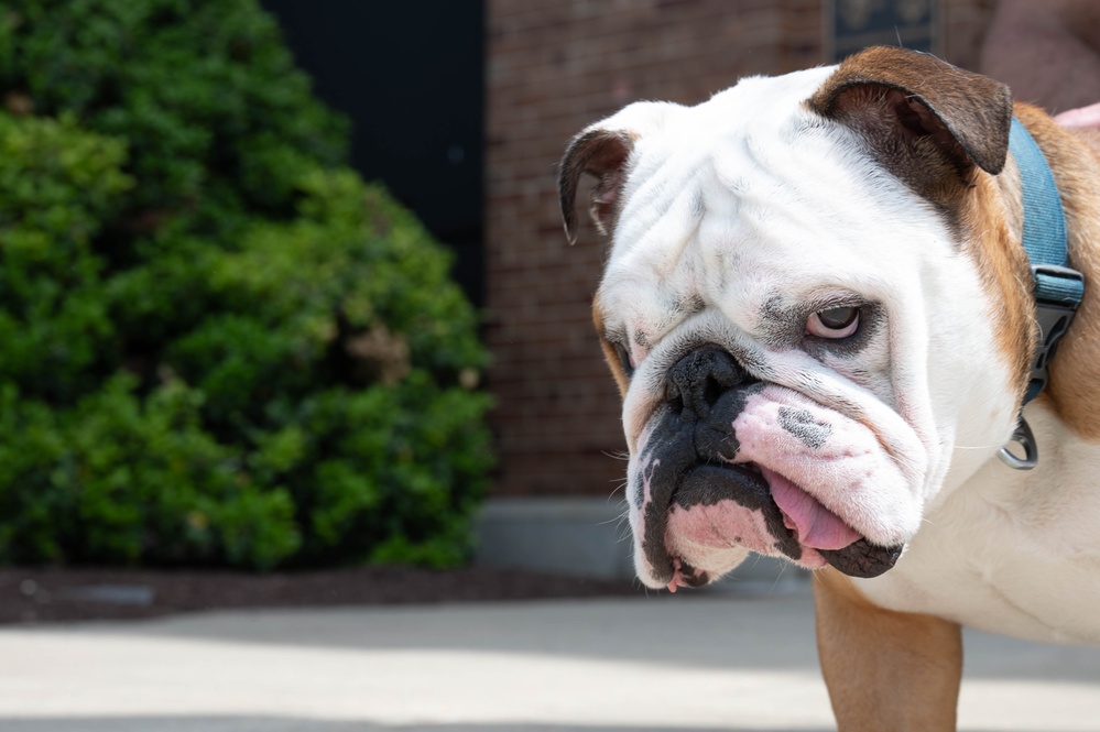 Bulldog Battle Buddy